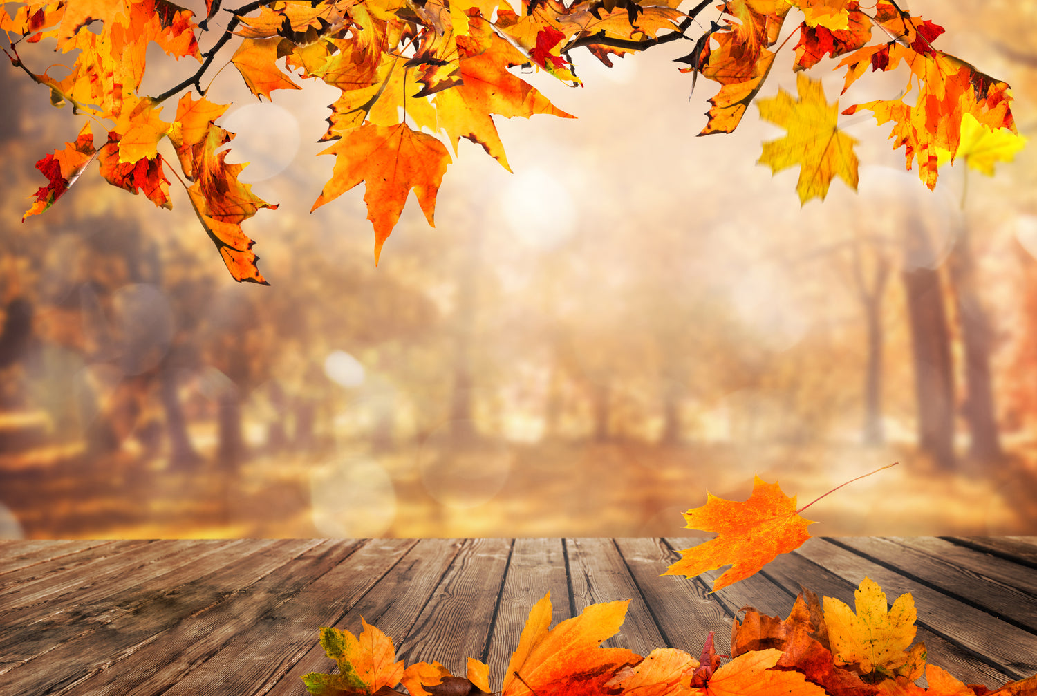 Autumn Vibes